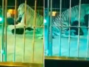 Tigre ataca domador de tradicional família circense; vítima teve ferimentos profundos