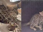 Gato avaliado em R$ 7 mil é confundido com filhote de onça e solto na mata; veja