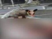 Gambá é filmado comendo corpo em análise no IML no Rio de Janeiro; veja