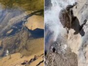 Pescador incomoda crocodilo e escapa por pouco de ataque na Austrália; veja