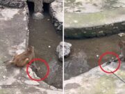 Vídeo chocante: macacos espancam e tentam afogar rato que comeu a comida deles