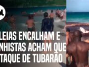 Baleias encalham em praia de Arraial do Cabo e banhistas pensam que é ataque; veja