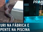 Sucuri gigante aparece entrando em tubulação de empresa em São Paulo; veja