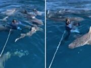 Fotógrafa é cercada por tubarões na Flórida e mantém a calma; veja