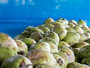 Prefeitura estuda parceria para reciclagem de 500 mil cascas de coco que são consumidos por mês