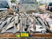 Sema-MT e Polícia Militar flagram transporte ilegal de 255 kg de pescado