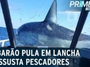 Tubarão cai em cima de lancha e assusta pescadores no mar da Nova Zelândia