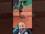 Jiboia ataca próprio corpo e biólogo explica atitude ‘suicida’; veja