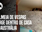 Colmeia de vespas surge dentro de casa e até dedetizador fica espantado; veja