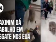Fuga insana de guaxinim dentro de loja cansa policial ambiental nos Estados Unidos
