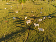 Mapa atesta caso atípico de ‘vaca louca’ e segue tramitação para exportações