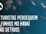 33 turistas perseguem golfinhos no Havaí e são detidos; veja