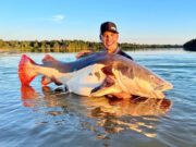 Brasileiro quebra recorde mundial ao pescar peixe de 70kg no Rio Xingu