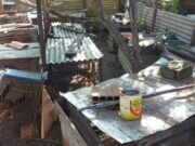 Polícia Civil apura denúncias de maus-tratos a animais e apreende 55 aves