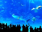 Atum colide fortemente em vidro de aquário e morre na frente de multidão; veja