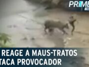 Flagra: boi reage a maus-tratos ao ser provocado em SC; veja