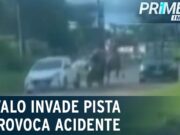Flagra: cavalo invade pista contrária e provoca acidente no Amapá; veja