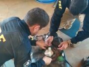 Durante fiscalização PRF encontra droga escondida em tanque de combustível