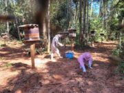 Indea investiga morte de pelo menos 1 milhão de abelhas em 3 fazendas de MT