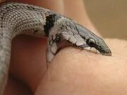 Ataques de cobras exigem soro específico; veja o que fazer