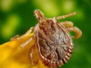 Secretário descarta preocupação com a febre maculosa no Estado