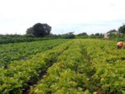 Agricultura familiar terá juros mais baixos para produção de alimentos