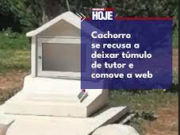 Cachorro se recusa a sair do túmulo do tutor e vídeo comove a web; veja