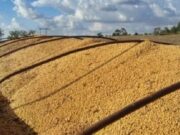 Homem é preso transportando carga de soja avaliada em R$ 100 mil usando documentos falsos