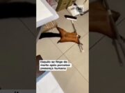 Esquilo voador forja cena da própria morte e viraliza na internet