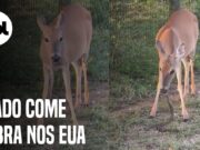 Veado come cobra e vídeo chama atenção nas redes sociais; veja