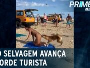 Cachorro selvagem surpreende banhista com mordida no bumbum; veja