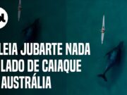 Baleia jubarte nada ao lado de caiaque e banhista parece nem perceber; veja