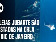 Grupo com mais de 60 baleias é avistado na orla do Rio de Janeiro; veja
