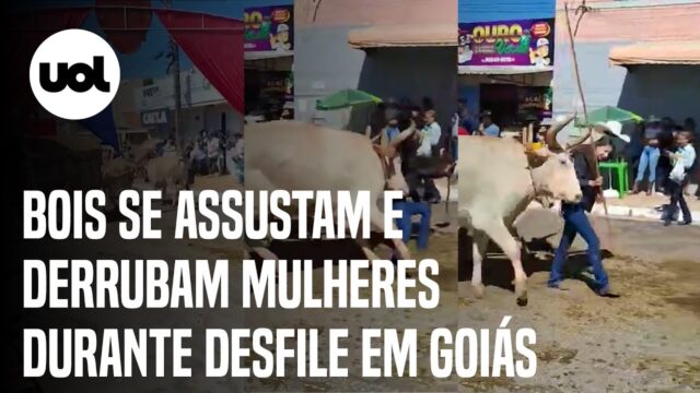 Bois se assustam e derrubam mulheres durante desfile em Goiás; veja