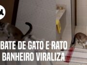 Embate entre gato e rato em banheiro viraliza nas redes sociais; veja o vídeo