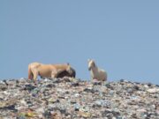 Montanha de dejetos persiste no ‘lixão’ de Cuiabá já desativado