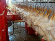 Economia, Japão retira embargo à importação de carne de frango de Santa Catarina