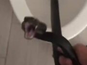Cobra ‘encara’ homem ao ser encontrada dentro de vaso sanitário; veja