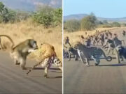 Leopardo tenta abater babuíno, mas acaba tendo que fugir de dezenas de macacos