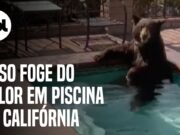 Calor forte na Califórnia faz urso se ‘refrescar’ em banheira de hidromassagem; veja