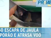 Susto: urso escapa de jaula momentos antes de avião decolar