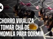 Filhote de ‘salsichinha’ viraliza ao tomar chá de camomila às 2 horas da manhã