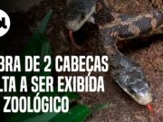 Raridade: Cobra de duas cabeças volta a ser exibida em zoológico; veja