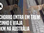 Cachorro foge, entra em trem e viaja de Sydney até Melbourne; veja