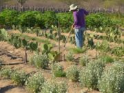 Inadimplência atinge 28% dos produtores rurais no país