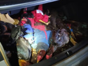 PRF apreende mais de 20 galos que seriam utilizados em rinha em MT