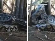 Cobra gigante é filmada em aldeia indígena e deixa a web assustada; veja
