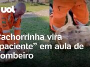 Cachorrinha atua como ‘paciente’ em aula de reanimação cardiopulmonar; veja
