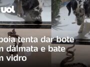 Jiboia tenta dar bote em dálmata e bate em vidro; veja