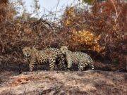 Fogo se aproxima da Transpantaneira e animais estão encurralados